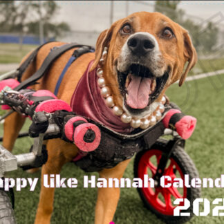 #HappyLikeHannah 2026 Wall Calendar